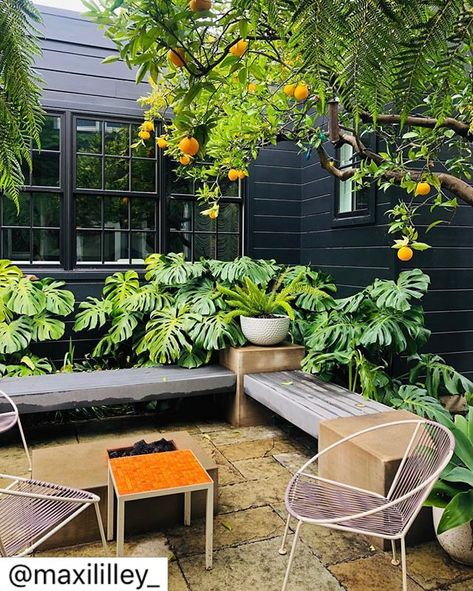 Wet winter highlights Socal Backyard Landscaping, Monstera Outdoors, Outdoor Monstera, Portland Backyard, Winter Highlights, Oasis Backyard, Urban Backyard, Modern Patio Design, Garden Goals