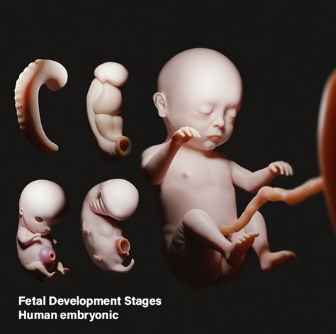 Prenatal Development, Embryonic Development, Human Embryo, Gestational Age, Fetal Development, Prenatal, Banner Ads, 3 D, Illustration Art