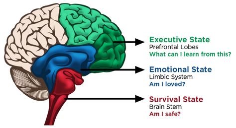 Part One: Understanding Heuristics and Biases in Homeland Security: The Triune Brain Triune Brain, Brain Models, Conscious Discipline, Limbic System, The Human Brain, Emotional Child, Brain Science, Weight Workout, Behavior Management