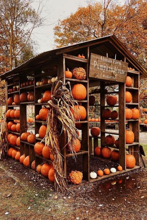 Halloween Pumpkin House Photo Ops Ideas, Petting Zoo Ideas, Cozy Autumn Wallpaper, Pumpkin Patch Farm, Farmers Market Stand, Zoo Ideas, Autumn Witch, Pumpkin Wallpaper, Wallpaper For Pc