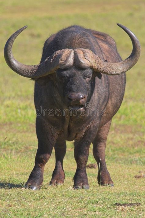 Cape Buffalo, Aggressive Animals, Buffalo Animal, Deadly Animals, African Buffalo, Mule Deer, Big 5, Water Buffalo, Exotic Fish