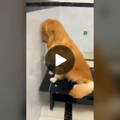 THEY'RE INNOCENT ‼️😂 Guilty Dogs Compilation Pt. 2 #guiltydog #doggui... | Guilty Dogs | TikTok Guilty Dogs Video, Dogs Tiktok, Guilty Dog, Tiktok Viral, Dog Gifs, Make Your Day, Cute Dogs, Make Your, Dogs