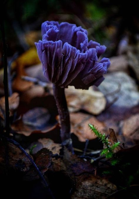 Spore Druid Aesthetic, Circle Of Spores Druid Aesthetic, Spores Druid, Spore Druid, Druid Aesthetic, Big Momma, Enchanted Cottage, Lichen Moss, Mushroom Pictures