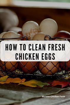 How to clean fresh chicken eggs. Do you need to wash fresh eggs? Well, there's a long answer and a short answer but don't worry I'll tell you both!  Counter and refrigerator storing methods for farm eggs. #chickens #homesteading #fresheggs Freeze Eggs, Freezing Chicken, Raising Turkeys, Best Chicken Coop, Raising Backyard Chickens, Farm Eggs, Keeping Chickens, Building A Chicken Coop, Free Range Chickens