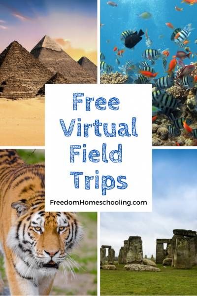 Homeschool Field Trips, People Reading, Virtual Field Trips, Virtual Travel, Virtual School, Virtual Learning, Homeschool Life, Remote Learning, Field Trips