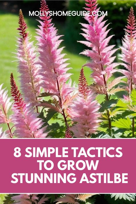 Discover the secrets of astilbe cultivation with our comprehensive guide on how to grow astilbe successfully in your garden. From choosing the right location to providing proper care and maintenance, learn all you need to know to ensure your astilbes thrive and flourish. Whether you are a beginner or experienced gardener, our tips and tricks will help you create a stunning display of these beautiful, feathery plants in your outdoor space. Astilbe And Hosta Garden, Astilbe Flower, Hosta Gardens, Backyard Plants, Powdery Mildew, Replant, How To Grow, Green Thumb, Gardening Tips