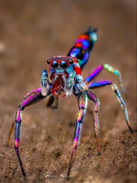 Chrysilla Volupe jumping spider 9GAG Colorful Spider, Arachnids Spiders, Regard Animal, Spider Species, Cool Insects, Insect Photography, Amazing Animal Pictures, Cool Bugs, Jumping Spider