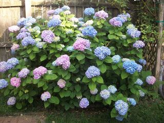 Nikko Blue Hydrangea   Ellen Dugan's Blog of Witchery: May 2012 Potted Plant Landscaping, Nikko Blue Hydrangea, Pruning Hydrangeas, Large Hydrangea, Hydrangea Shrub, Bigleaf Hydrangea, Hydrangea Arborescens, Hydrangea Macrophylla, Soil Ph