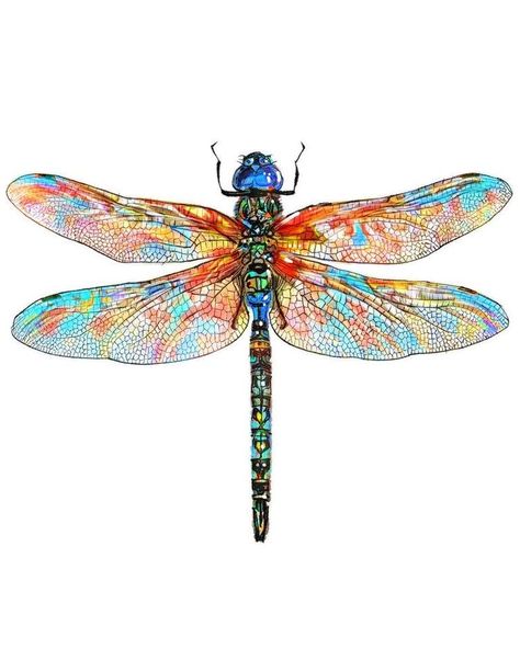 Watercolor Dragonfly Tattoo, Dragonfly Illustration, Dragonfly Artwork, Stained Glass Dragonfly, Dragonfly Drawing, Dragonfly Painting, Dragonfly Tattoo Design, Watercolor Dragonfly, Glass Dragonfly