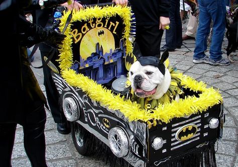 Paw Ideas, Mardi Gras Float, Dog Parade, Pet Parade, Pet Halloween Costumes, Parade Float, Mardi Gras, Puppy Love, Fur Babies