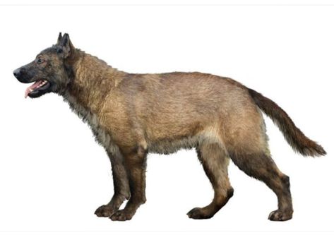 Beast Reference, Prehistoric Fauna, Prehistoric Mammals, Gray Wolves, Prehistoric Wildlife, Wildlife Artwork, Prehistoric World, Dire Wolf, Ancient Animals