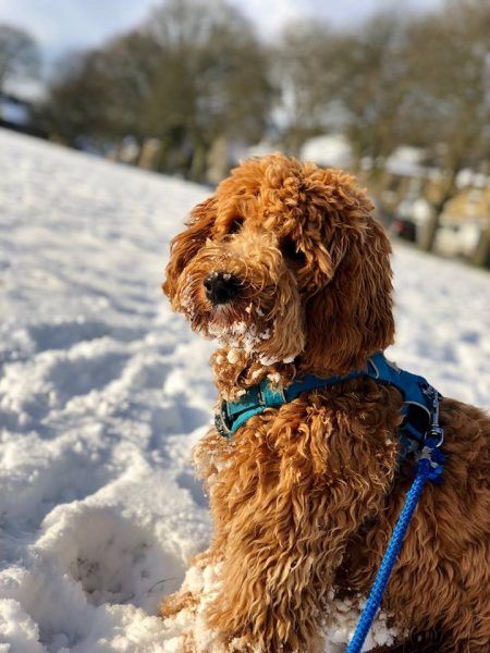 cockapoo full grown Cockapoo Full Grown, Toy Categories, Miniature Cockapoo, Toy Cockapoo, Mini Cockapoo, Cockapoo Dog, Cockapoo Puppies, Puppy Food, Large Dogs