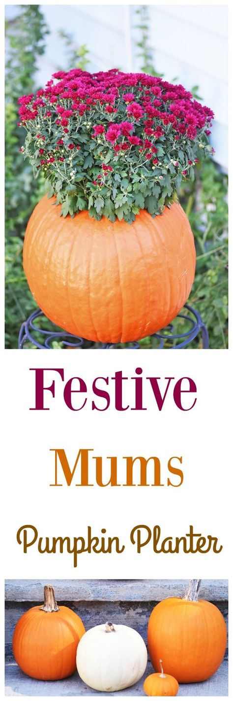 How to Make a Festive Pumpkin Mums Planter 'This post is sponsored by BJs. All views expressed are that of Mum Planters, Pumpkin Planter, Apple Crisp Easy, Large Pumpkins, Mums Flowers, Fall Planters, Pumpkin Flower, Easiest Apples, Chrysanthemum Flower