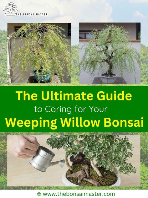 ultimate guide, bonsai tree care, care weeping willow bonsai, bonsai tree Willow Bonsai Tree, Weeping Bonsai, Weeping Willow Bonsai, Willow Bonsai, Bonsai Making, Arizona Gardening, Bonsai Tree Care, Weeping Willow Tree, Mini Bonsai