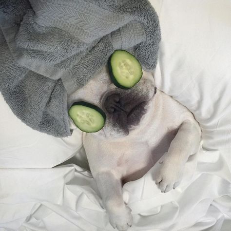 "Shhhhh.... this is me time"..... "that means go away", Spa Day for a French Bulldog Pet Spa, French Bulldog Puppies, Husky Puppy, Puppy Pictures, Bulldog Puppies, Funny Animal Pictures, Baby Dogs, Spa Day, Me Time