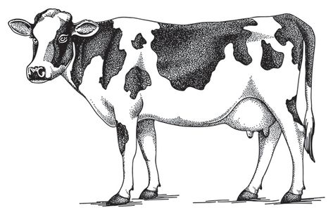 Vector illustration for Loblaw Companies Ltd. on Behance Easy Cow Drawing, Draw Cow, Cow Drawings, Bull Drawing, Cow Sketch, Cow Tattoo, Cow Vector, Cow Illustration, Cow Drawing