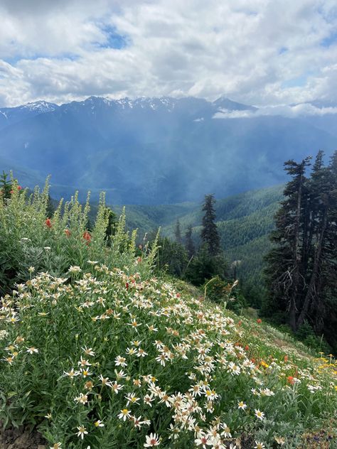 Olympic national park | hurricane ridge | wild flowers | mountains Olympic National Park Aesthetic, Olympic National Park Photography, Hiking Mountains Aesthetic, Olympia National Park Washington, Washington Hiking Aesthetic, Hikes In Olympic National Park, Olympic National Park Hikes, Olympic Forest Washington, Washington Mountains