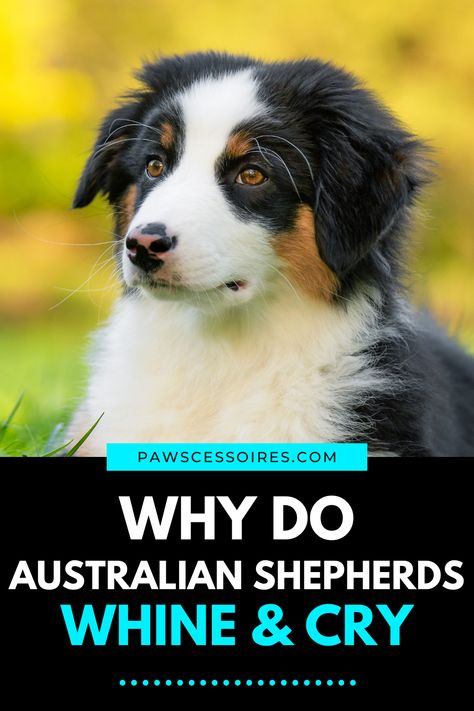 In this post you’ll discover: 9 real reasons why australian shepherds whine & cry so much, When their whining is actually something to worry about, 4 tips to help get your australian shepherd to cry less (Tip #2 is simple and you can start doing it today!), And much more. Rowdy Yates, Toy Aussies, Mini Australian Shepard, First Aid For Dogs, Dog Whining, Doodle Puppies, Australian Shepherd Mix, Aussie Puppies, Mini Aussie