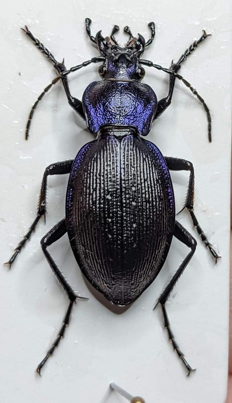 Insect Art Projects, Beetle Species, Ground Beetle, Insect Art, Real Simple, Shine On, Art Project, Insects, Art Projects