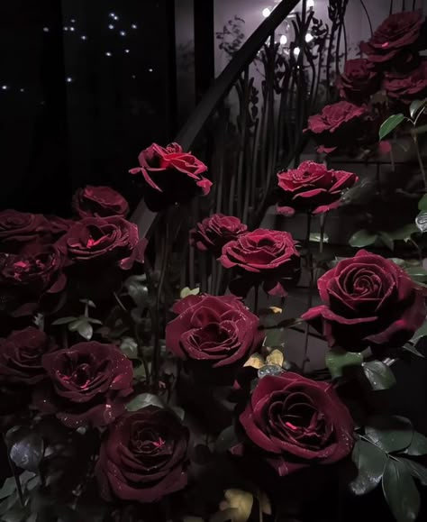 Black Baccara Roses, Vampire Core, Gothic Flowers, Dark Red Roses, Goth Garden, Haunting Adeline, Victorian Valentines, Rose Aesthetic, Vampire Aesthetic