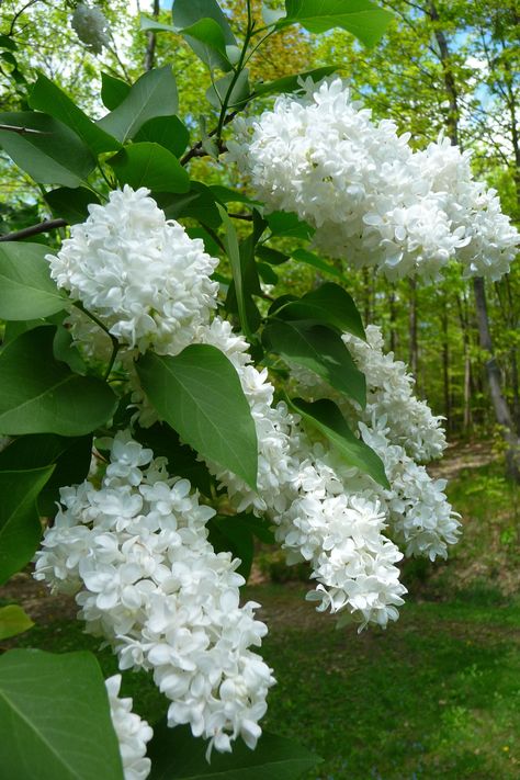 White lilacs White Lilacs, Perennial Garden Design, Green Houses, Small Backyard Gardens, Garden Shrubs, Moon Garden, Mediterranean Garden, Beautiful Backyards, White Gardens