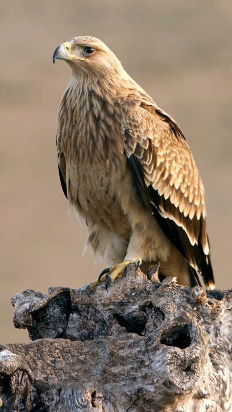 Spanish Imperial Eagle Spanish Imperial Eagle, Tawny Eagle, Eagle Hunting, Imperial Eagle, Small Mammals, What Is A Bird, Common Birds, National Animal, Iberian Peninsula