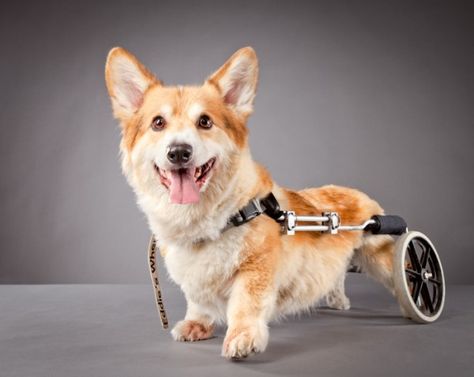 Duncan, a Corgi with a spinal disorder. Photo credit: © Carli Davidson Dog Wheelchair, Mandala Cat, Disabled Dog, Dog Milk, Cat Kawaii, Dog Rocks, Wheel Chair, Pet Photographer, Animal Projects