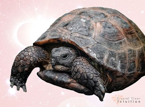 The Spiritual Meaning and Symbolism of a Turtle Turtle Meaning, Animal Spirit Guide, Snapping Turtle, Spiritual Animal, Native American Traditions, Box Turtle, Baby Turtles, Spiritual Meaning, Spirit Guides