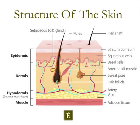 How To Do A Facial Massage At Home | Eminence Organic Skin Care Oily Skin Care Tips, Dr Bailey, Facial Massage Steps, How To Do Facial, Massage At Home, Acne Tips, Esthetician School, Acne Diet, Muscles Of The Face