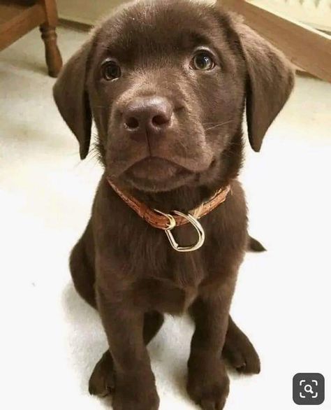 Chocolate Golden Retriever, Brown Lab Puppies, Chocolate Labrador Retriever Puppies, Chocolate Brown Labrador, Brown Labrador Puppy, Brown Labrador Retriever, Chocolate Labrador Puppy, Labrador Retriever Chocolate, Brown Lab