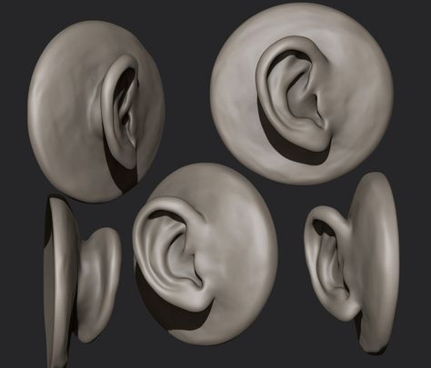 ArtStation - Anatomy studies -Ears Ear Study Reference, Ears Anatomy Drawing, Face Anatomy Reference, Ears Anatomy, Ear References, Ear Sculpture, Ears Reference, Ear Model, Anatomy Studies