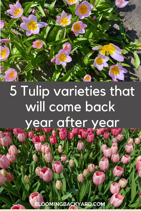 Can you naturalize tulips? Yes, tulips will bloom again next year if they belong to one of these groups. Planting Tulip Bulbs, Botanical Tulip, Plants In Baskets, Planting Tulips, Parrot Tulips, Tulip Bulbs, I Would Rather, Easter Parade, Replant