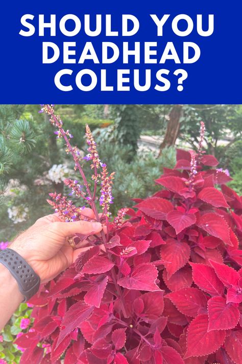 How To Overwinter Coleus, Coleus Plants Care Indoor, How To Propagate Coleus Plant, Coleus Plants Landscape, Propagating Coleus Plant, Coleus Propagating, Coleus Plants Varieties, Coleus Plants Planters, Coleus Planter Ideas