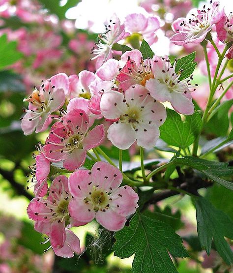 hawthorn flower | HAWTHORN FLOWER | Flickr - Photo Sharing! Hawthorne Flower, Hawthorn Flower, May Birth Flowers, Hawthorn Tree, Birth Flower Tattoos, Language Of Flowers, Flower Fairies, Birth Month Flowers, Water Flowers