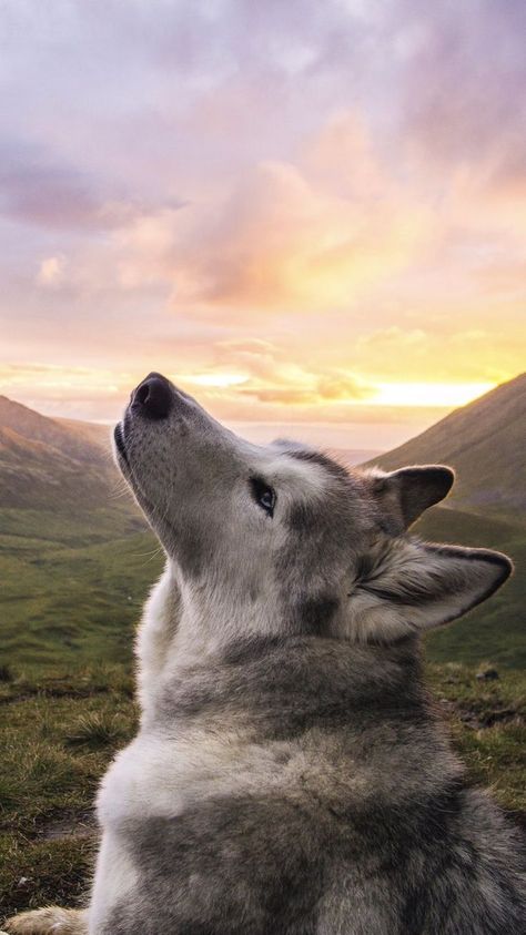 Husky sunset Caine Husky, Panda Dog, Cute Puppy Wallpaper, Puppy Wallpaper, What Kind Of Dog, Cute Husky, Beautiful Wolves, Husky Puppy, Wolf Dog