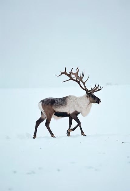 Reindeer Photography, Caribou Animal, Reindeer Painting, Svalbard Reindeer, Reindeer Cute, Elk Pictures, Painted Christmas Cards, Flying Reindeer, Snow Animals