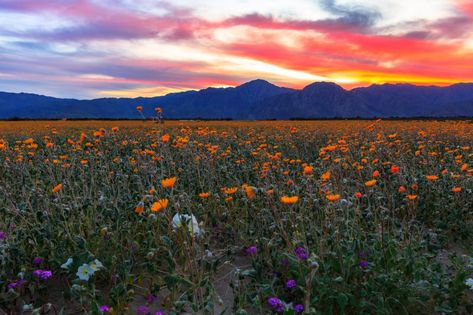 2017 California desert superbloom | Earth | EarthSky Small Towns In California, Skagit Valley Tulip Festival, Borrego Springs, Anza Borrego, California Wildflowers, Super Bloom, Knitted Trousers, Deserts Of The World, Skagit Valley