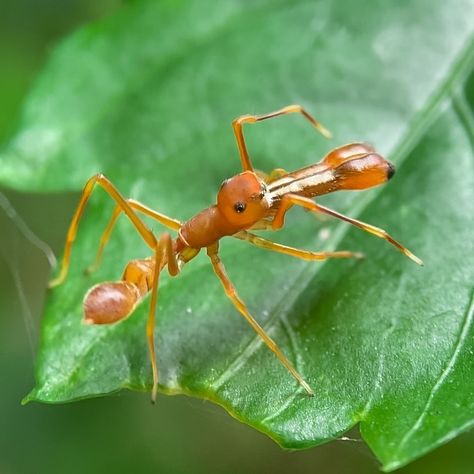 🕷️ Ant mimic spider • Myrmarachne sp 🕸️ ⋆ 🔗Like & Share 🪼follow for more @surunivrse ⋆ #macro #macrophotography #macromood #macroworld #macronature #macrophoto #macroclique #photography #photographylovers #nature #insects #flowers #photooftheday #macro_world #macro_captures #new #daily #creative #creativephotography #newtrend #tips #photogram #wondersoftheworld #wondersofnature #species #aesthetic #lightroom #fascinating #colorgrading Macro Photos, Photography Lovers, Newest Trends, Macro Photography, Natural Wonders, Creative Photography, Follow For More, Wonders Of The World, Lightroom