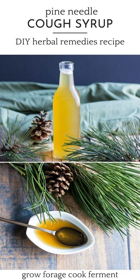 Pine Needle Cough Syrup: DIY Herbal Remedies Recipe - Make this pine needle cough syrup with foraged pine needles to help soothe a sore throat and ease coughs. This herbal medicine and foraged food recipe is from the book Healing Herbal Infusions and one I use every winter during cold and flu season to boost immunity! Herbal Syrups, Herbal Cough Syrup, Soothe A Sore Throat, Book Healing, Herbal Medicine Recipes, Wild Food Foraging, Diy Herbal Remedies, Herbal Remedies Recipes, Foraged Food