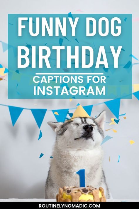 Dog in birthday hat and cake with words Funny Dog Birthday Captions for Instagram Dog Birthday Instagram Story, Dog Birthday Captions Instagram, Funny Dog Captions Hilarious, Dog Captions Dog Captions Instagram Cute, Funny Dog Captions For Instagram, Dog Bday Captions, Funny Dog Quotes For Instagram, Dog Birthday Post, Dog Birthday Quotes