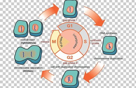 G1 Phase Cell Cycle, Interphase Cell Cycle, G1 Phase, Edible Cell Project, Edible Cell, Cell Project, Cells Project, Cell Cycle, Cell Division