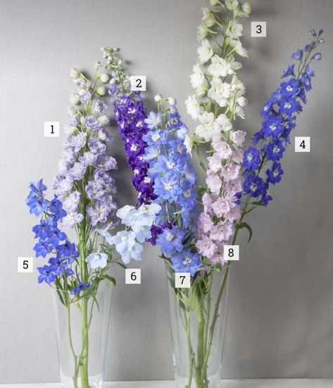 Delphinium Varieties, Delphinium Wedding Bouquet, Delphinium Bouquet, Flower Decor Ideas, Larkspur Flower, Delphinium Flowers, Blue Delphinium, Cut Flower Garden, Mothers Day Special