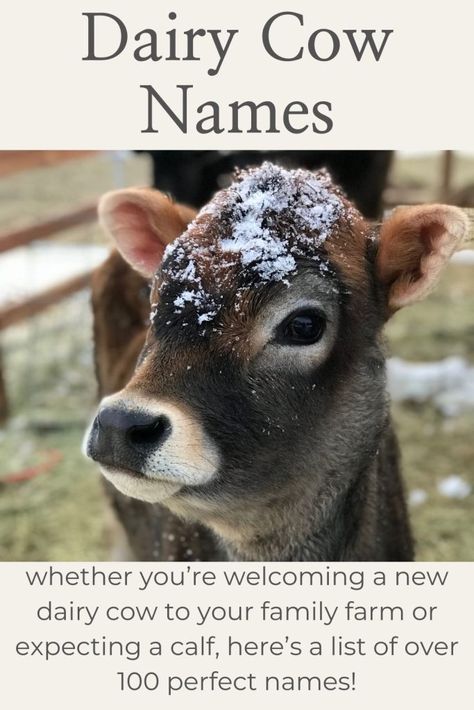 Pinterest image for dairy cow names Dairy Cow Names, Dairy Show Cows, How To Reintroduce Dairy, Dairy Cow Showing, Family Cow, Dairy Cows Photography, Cow Names, Pet Cows, Beef Cow