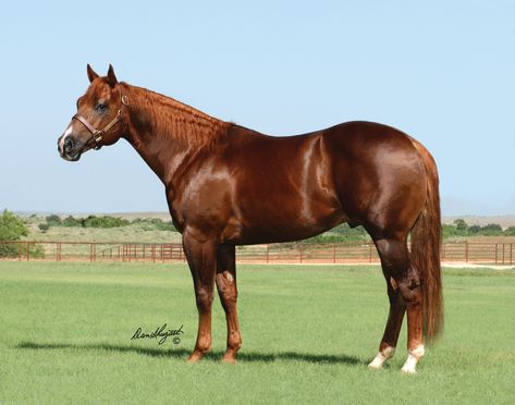 Sire Spotlight: SIXES PICK. Some horses are born to make history. That includes Sixes Pick, the inaugural American Quarter Horse Association Versatility Ranch Horse (VRH) world champion. Horses Chestnut, 6666 Ranch, Born To Make History, Barrel Horses, Working Cow Horse, Horse Herd, American Quarter Horse Association, Aqha Horses, Quarter Horse Stallion