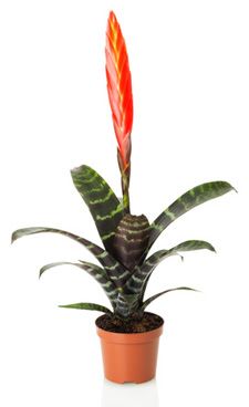 Vriesea bromeliad Bromeliad Painting, Bromeliads On Trees, Billbergia Bromeliad, Plants With Pink Flowers, Pink Bromeliad, Vriesea Bromeliad, Kalanchoe Blossfeldiana, Tropical House Plants, Zebra Plant