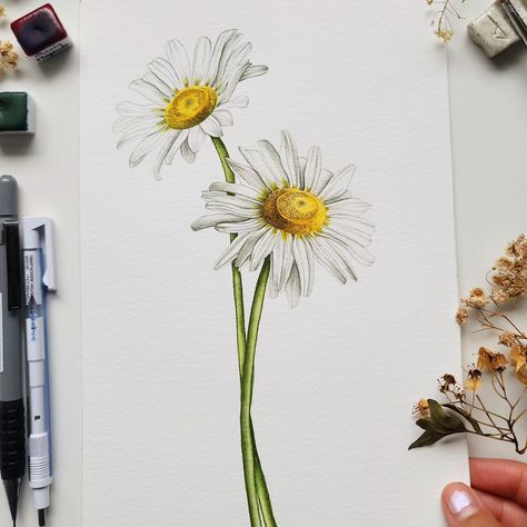 Flower no.3 for the April Flower Challenge - Daisies! I had fun painting this one, although it was quite intimidating and difficult to begin with 🌻 how do you find painting white flowers? And as usual, use the hashtag #flowersinapril to join the challenge, and don't forget to tag myself and @arkaarcreations so we can see your beautiful work ❤️ . . . . . . . . . . . . . #watercolorpainting #floralwatercolor #flowerpainting #botanicalpainting #botanicalart #bouquetpainting #watercolor #wate... Daisy Flower Watercolor Painting, Daisy Watercolor Painting, Painting White Flowers, April Flower, Daisy Watercolor, Watercolor Daisy, Instagram Portfolio, April Flowers, Daisy Painting