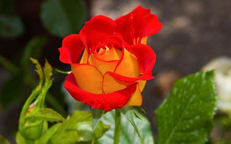 Ketchup And Mustard Rose, Rose Companion Plants, Tea Fragrance, Ketchup And Mustard, Floribunda Rose, Floribunda Roses, Hardy Geranium, Apple Tea, Fragrant Plant