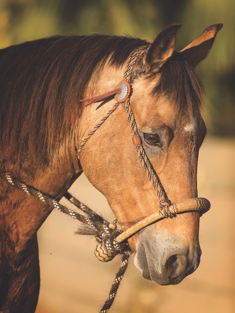 Hackamore Bridle Western, Western Horse Bridle, Horse Gear Western, Western Hackamore, Bosal Hackamore, Aqha Western Pleasure, Hackamore Bridle, Western Horseman, Horse Training Exercises