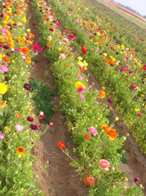 Flower farm! Zinnias Flowers, Farm Dream, Flower Farms, Flower Farming, Amazing Backyard, Cut Flower Farm, Backyard Design Ideas, Succession Planting, Gardening Design