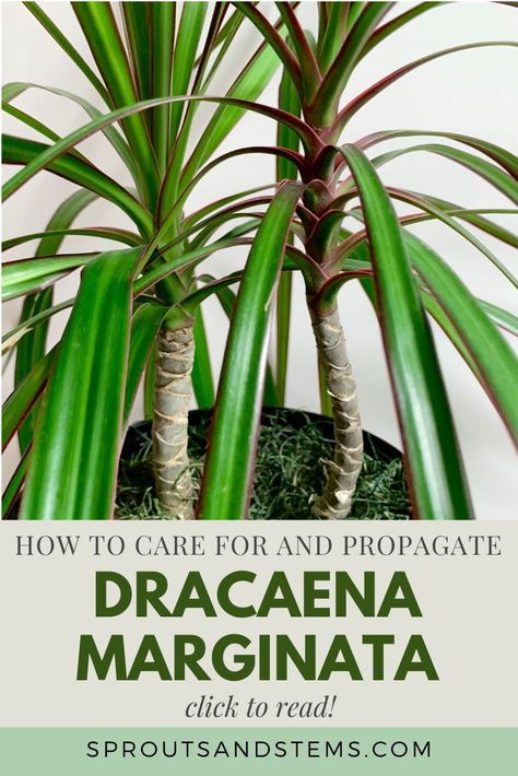 Dracaena Propagation, Easy Plants To Propagate, Dragon Tree Plant Care, Dracena Plant Care, Dracaena Plant Propagation, Propagating Dracaena, Dracaena Plant Care Houseplant, Dracena Plant Propagate, Dracena Marginata Care